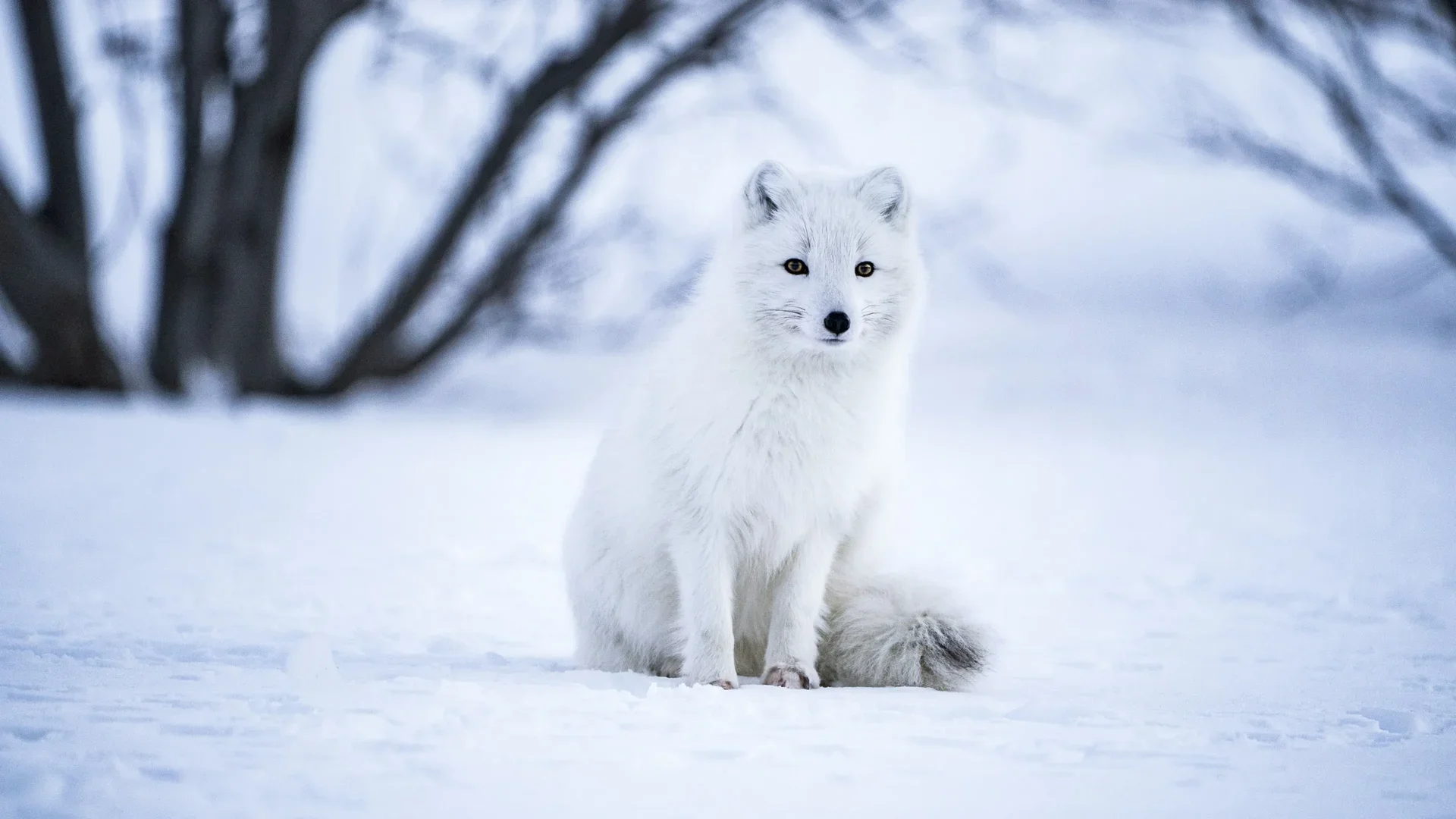 Alaska Wilderness