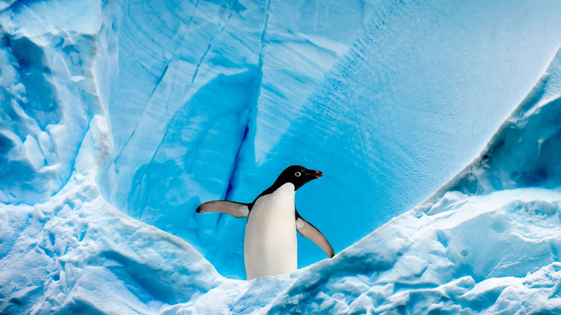 Antarctica Cruise