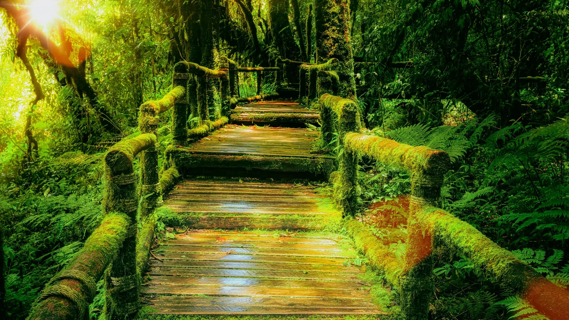 Amazon Rainforest, Brazil