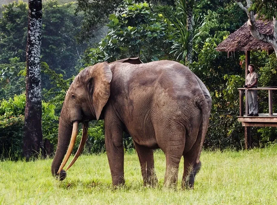 Congo Jungle