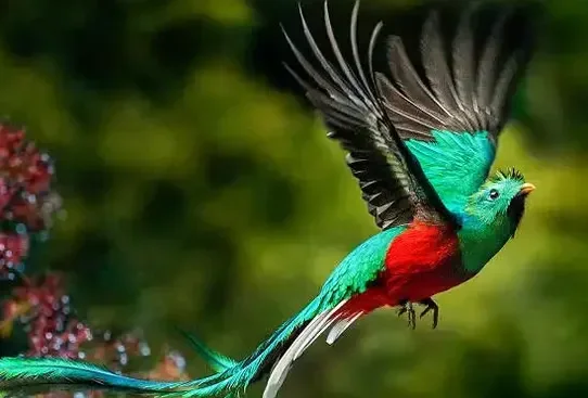Costa Rica Rainforest