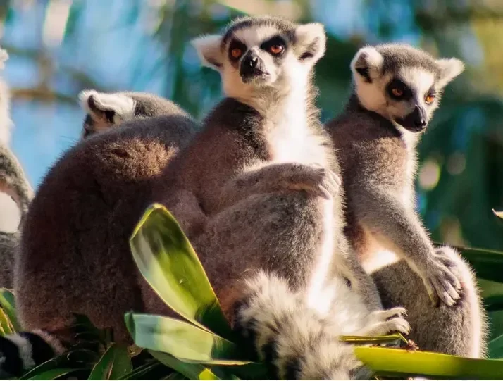 Madagascar Rainforest